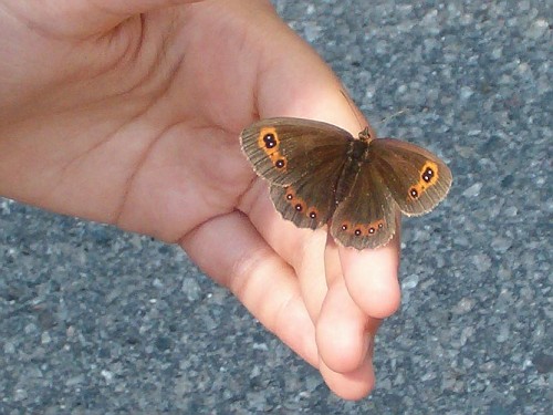 farfalla sulle dita