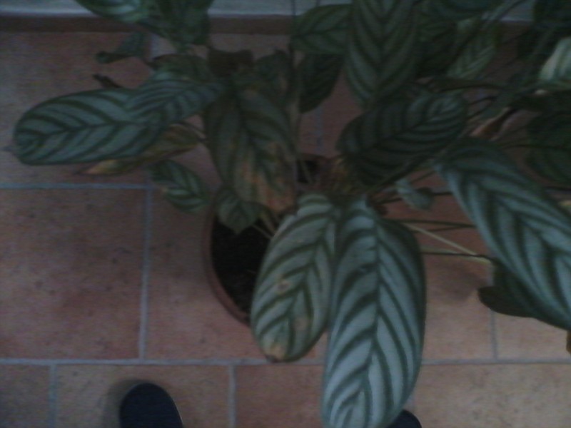 Calathea ko forum giardinaggio Calathea foglie secche